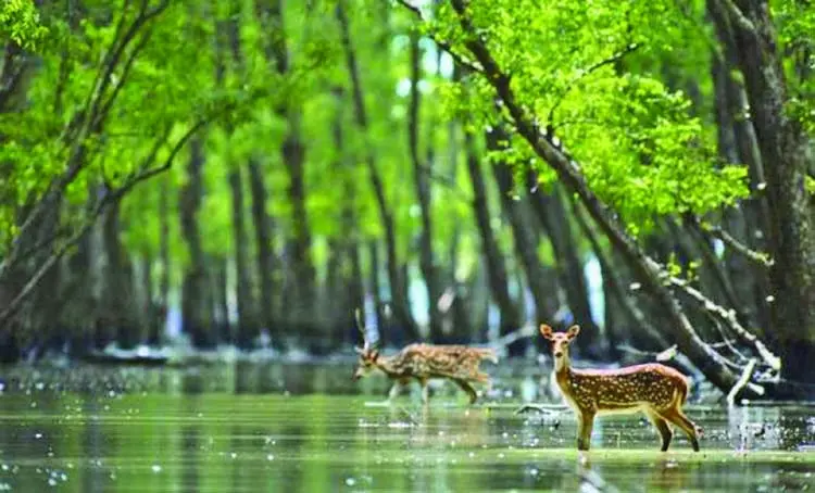 Nijhum Dip ~ Noakhali